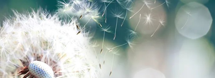 Tipps gegen geschwollene Augen bei Pollenallergie